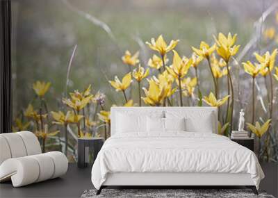    Wild tulips Tulipa biebersteiniana in a typical steppe growth ecosystem, Kalmykia region. Wildflower tulip (Tulipa biebersteiniana). Wall mural